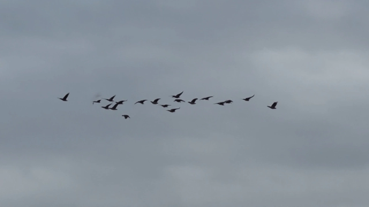 Why Are Canada Geese Flying North in Fall? Residents in Rochester Ask, Experts Answer